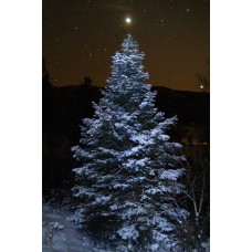 The Christmas Star (Tall)